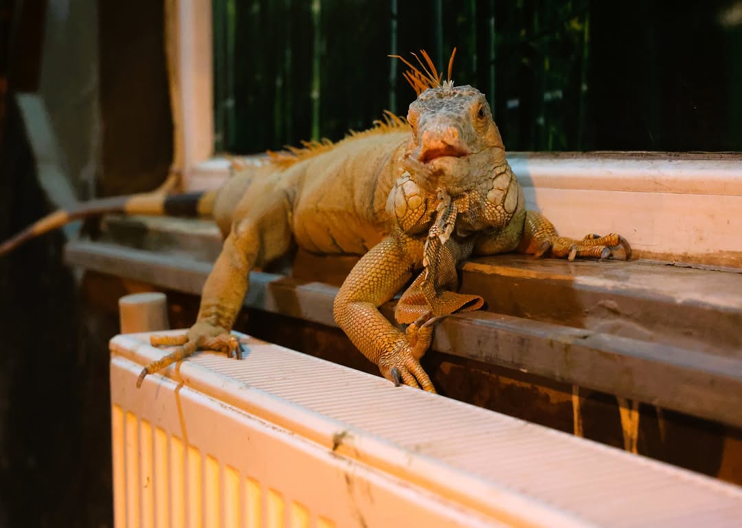 Antalya Doğal Yaşam Parkı'nda Hayvanlar İçin Kış Tedbirleri Alınıyor