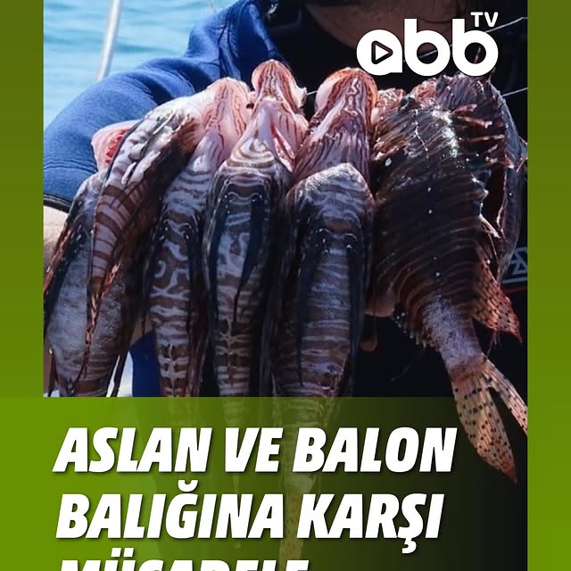 Antalya'da İstilacı Balık Türlerine Karşı Mücadele Hız Kesmiyor