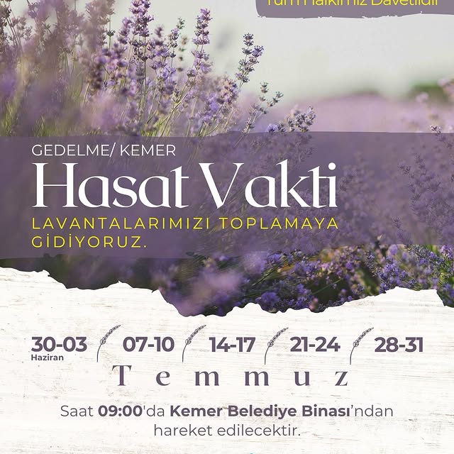Antalya Kemer Belediyesi Lavanta Toplama Etkinliği Düzenliyor