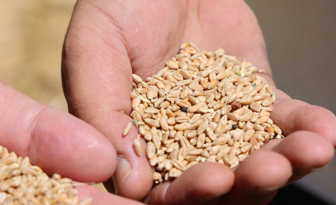 Antalya Halk Ekmek'te Yeni Model: Halkın Toprağının Hasadı Sofralara Ulaşıyor