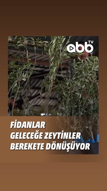 Antalya'da Zeytin Fidanı Desteği Devam Ediyor: Üreticilere 40 Bin Fidan Hibe Edilecek