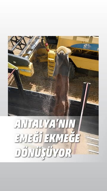 Antalya'da Topraktan Sofraya: Büyükşehir Belediyesi'nin Halk Ekmek Üretimi Devam Ediyor