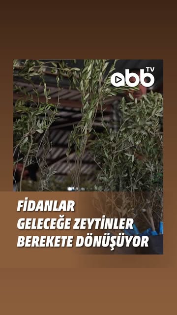 Antalya'da Zeytin Üreticisine Destek Devam Ediyor: 40 Bin Fidan Hibe Edildi